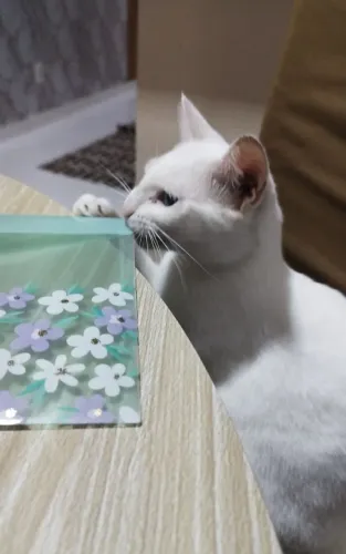 Linda gatinha para doação!