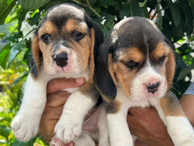 Beagle 13 polegas com pedigree