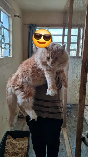 Vendo gatos adultos inteiros maine coon 