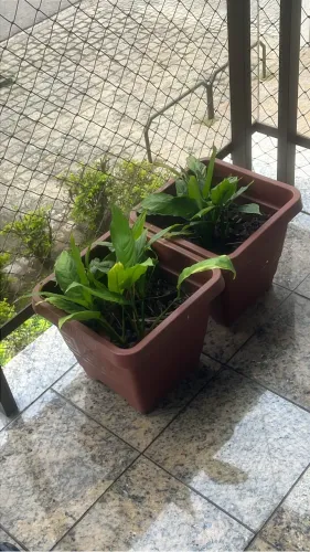 Potes de plantas
