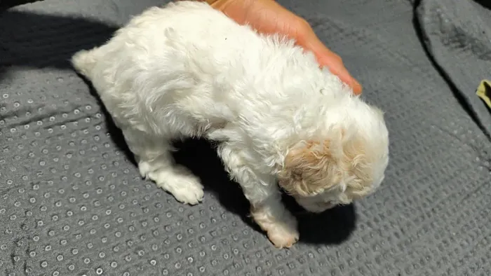 Cachorros poodle 