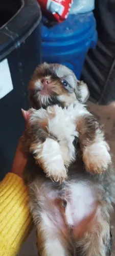 Cachorro Shitzu