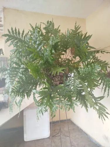 Samambaia ornamental gigante 