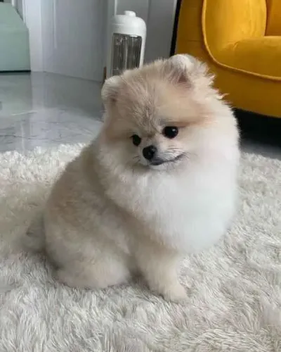 Filhote spitz alemão, Diga sim para um amor leal e verdadeiro!