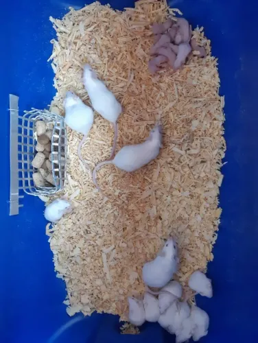 Camundongos Branco