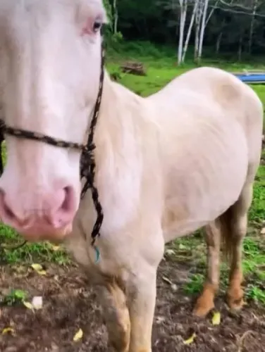 Cavalo domado 