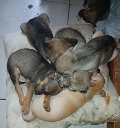 Doação de cachorrinhos 