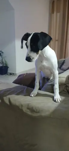 Filhote fêmea com 4 meses dócil e carinhosa