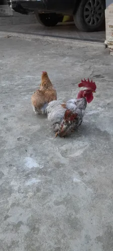 Casal de Mini galinhas suras