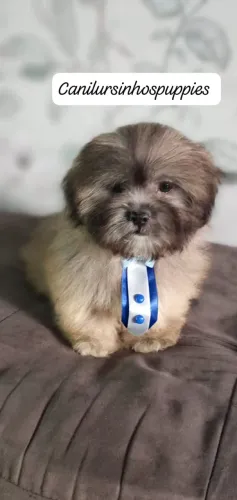 lhasa apso confiança credibilidade unica confira