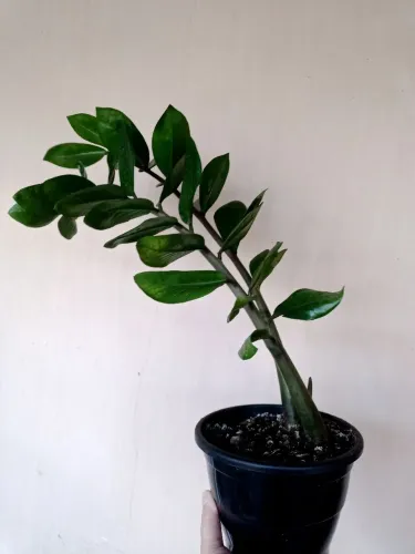 Zamioculca "planta da fortuna" ou "planta da prosperidade"