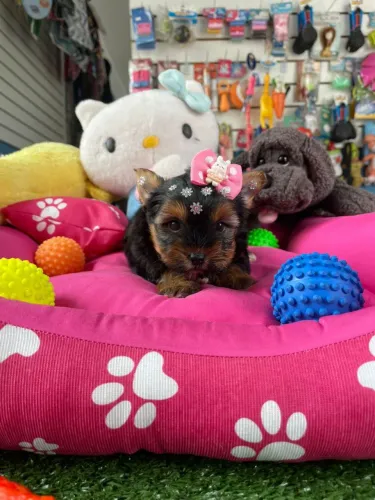 Yorkterrier fêminha uma princesa