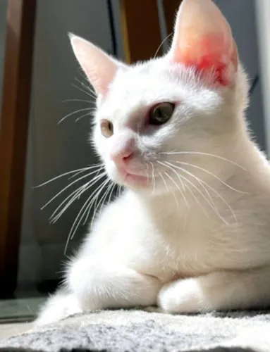 Gatinha Angorá X Siamês 90 dias Branquinha Fêmea Linda