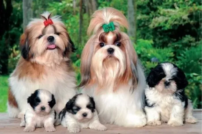 Lhasa Apso Filhotes 