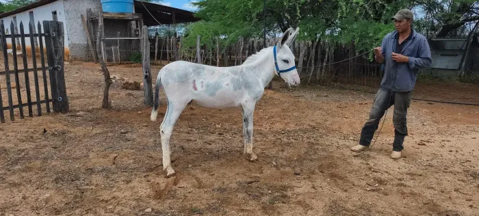 Jumentinho pampa no couro pra quem quer pintar a tropa