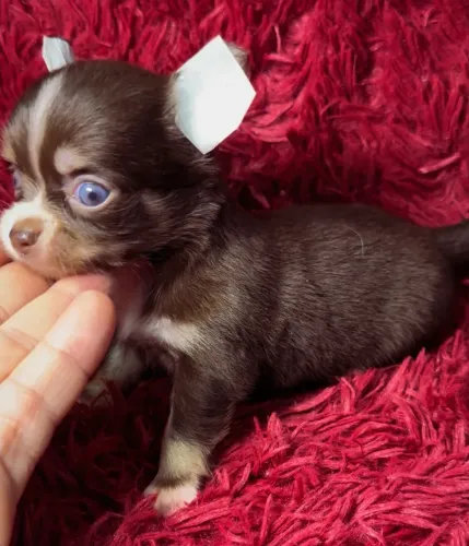 VENDA CHIHUAHUA MACHOS PELO LONGO