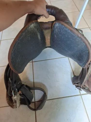 Sela australiana 
