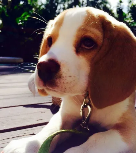 Beagle Um visual que conquista admiradores