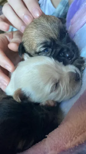 Filhotes de Shitzu com Chihuahua já estão com 45 dias e comem Ração 
