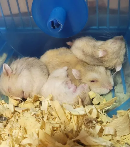 Vendo Hamsters Chinês com 2 meses de nascidos