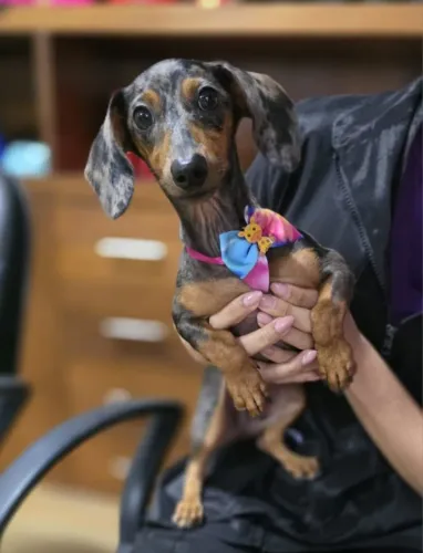 Dachshund 