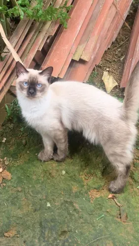 gato pra adoção