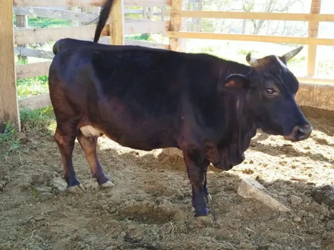 Mini vaca recem parida, mansinha, 8 litros dia