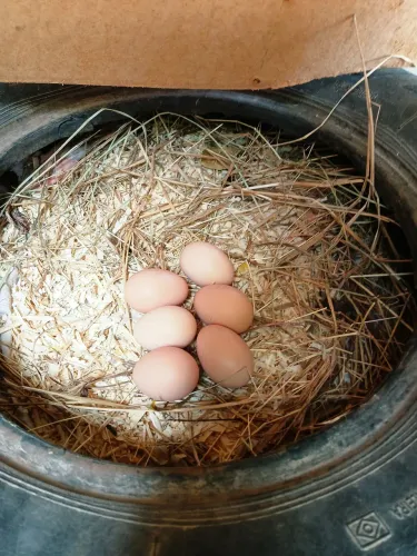 Ovos Galados Alta Fertilidade