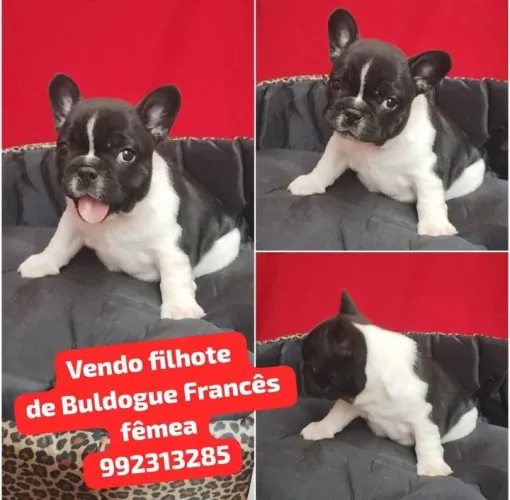 Vendo filhote de Buldogue Francês fêmea