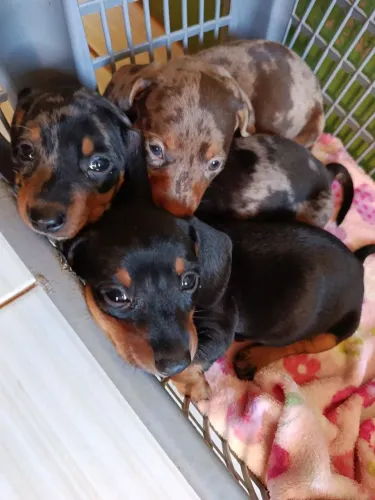 Salsichinha dachshund teckel Cofap machinhos