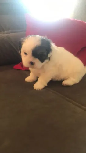 Shih Tzu carinhoso