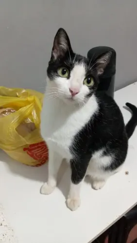 Doação gata castrada