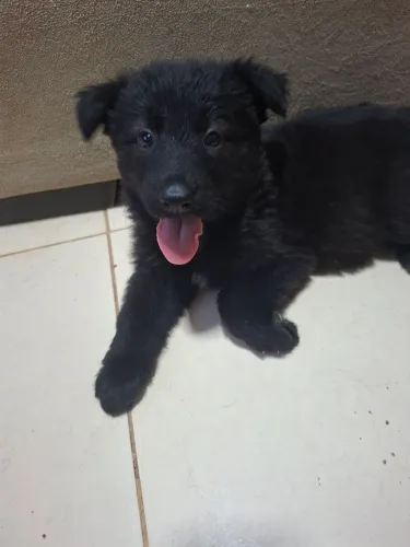 Cachorro 