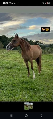 cavalo 