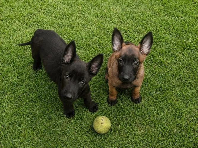 Pastor malinois puro ótima linhagem!!! Pai e mãe pedegre !!!