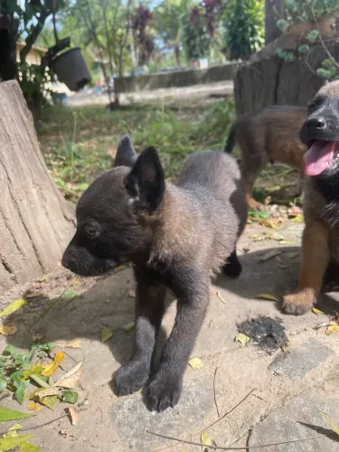 Cachorro pastor malinois 