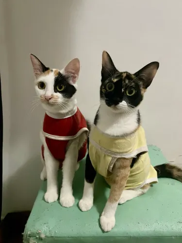 Duas gatinhas para adoção responsável 
