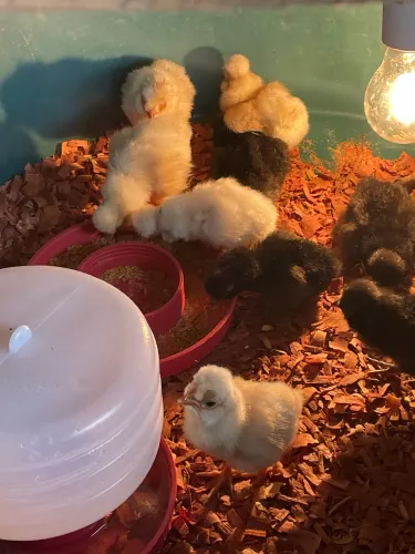 Polonês 