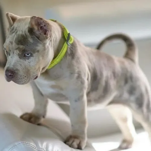 American Bully - Uma Companhia Que Vale Ouro 