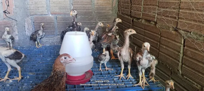 Pintos polaco gigante é Índio gigante 