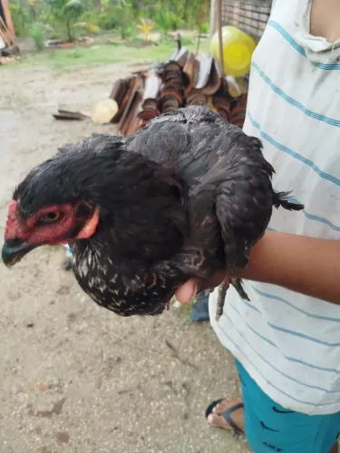 Galinha Caipira Bhrama com Pé duro