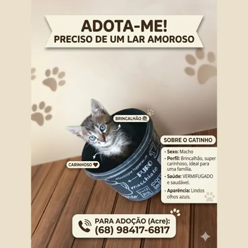 Gatinho pra adoção macho