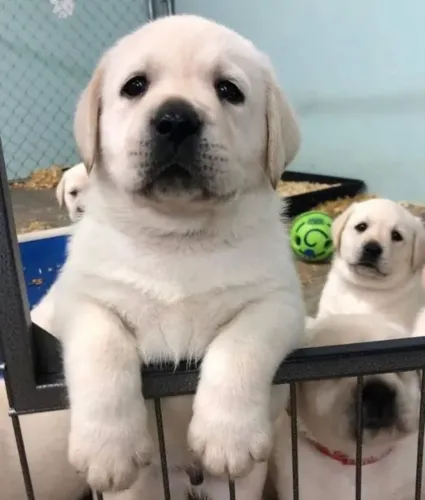 Labrador ! Espertos e Fofos 