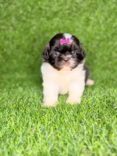 Shih tzu mini