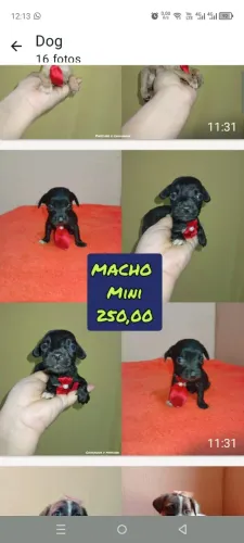 chihuahua mimi x pinscher zero 