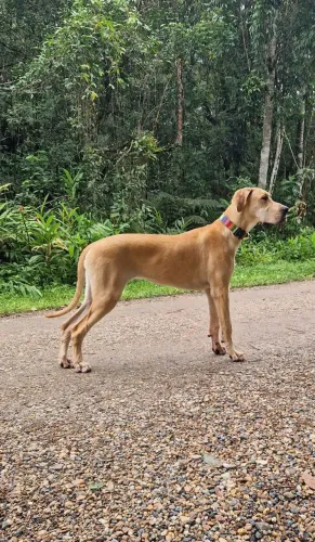 Cadela de Dogue Alemão 8 meses
