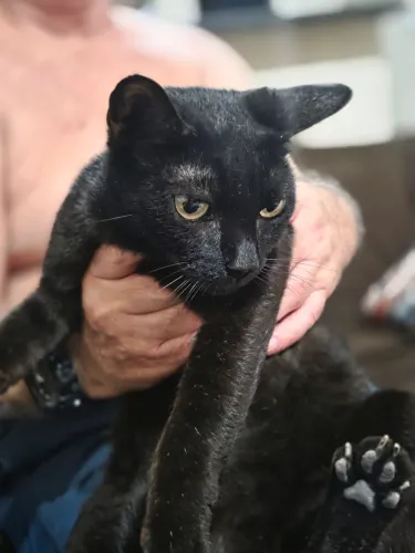Gatinha para adoção 