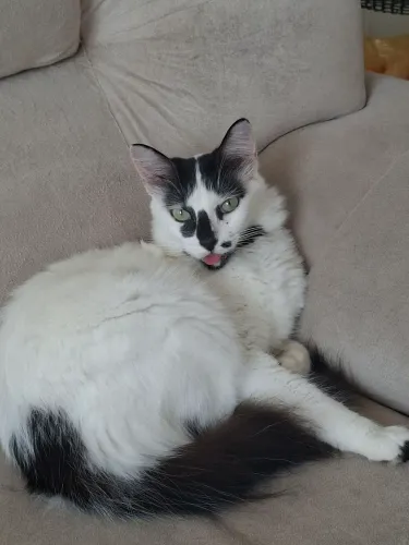Gatas castradas para adoção