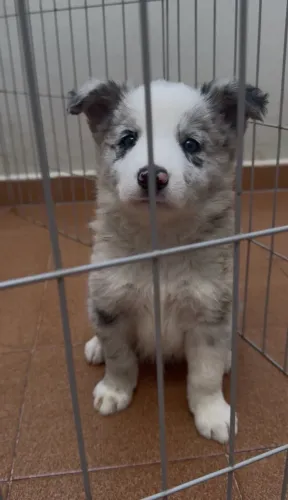 Bordercollie Blue merle