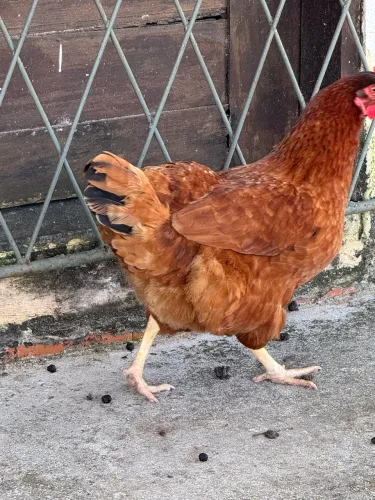 Galinha e galo